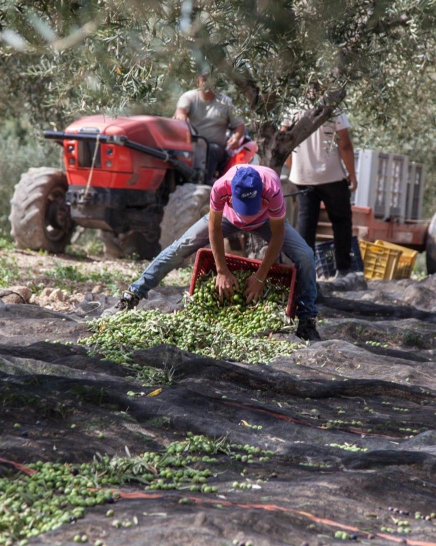 Гостьовий будинок Azienda Agricola Mandranova Пальма-ді-Монтек'яро Екстер'єр фото